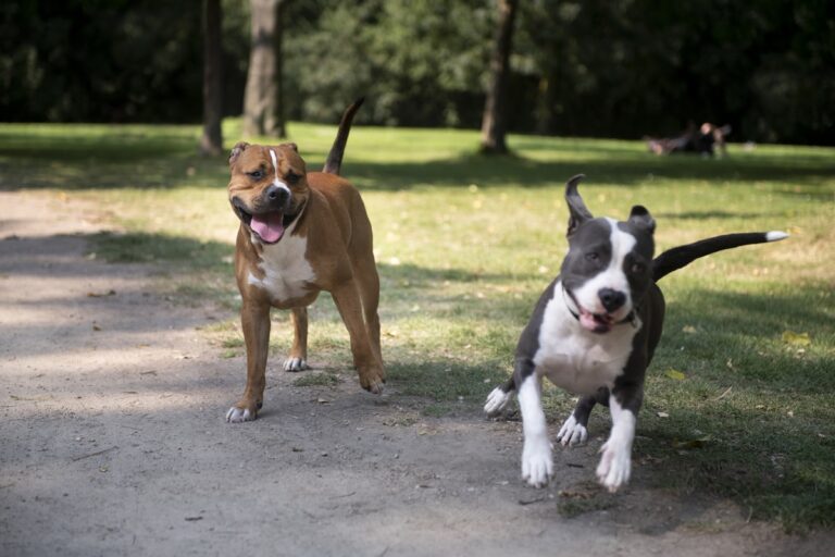 Cachorros-felizes-brincando-no-parque