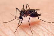 O Aedes aegypti apresenta hábitos diurnos, pode ser encontrado em áreas urbanas e necessita de água parada para permitir que as larvas se desenvolvam e se tornem adultas, após a eclosão dos ovos, dentro de 10 dias