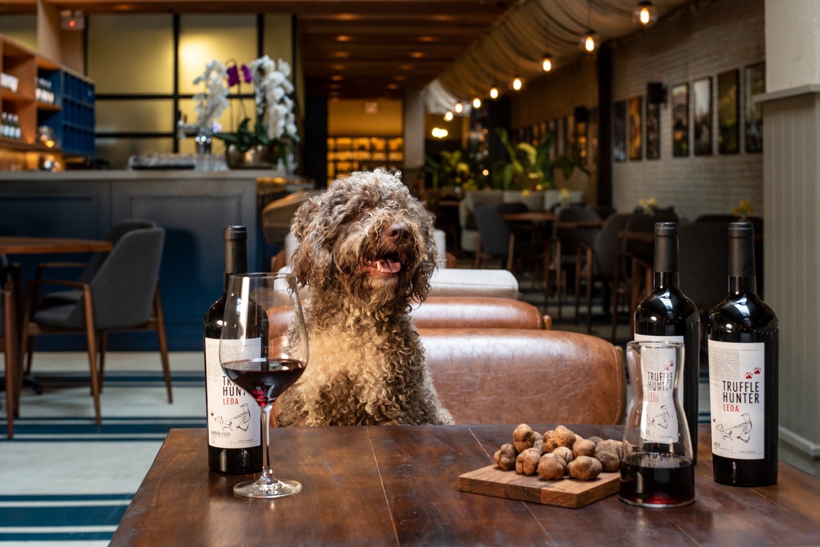 Nero, o cão farejador de trufas da Tartuferia San Paolo